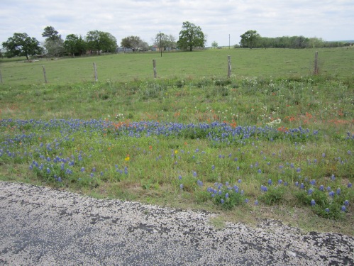 There's some bluebonnets and Indian paintbrush!